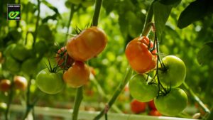 Filmy reklamowe dla Enza Zaden. Kadr przedstawiający pomidory rosnące w szklarni.